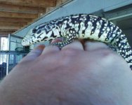 argentine tegu.jpg