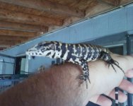 columbian tegu.jpg