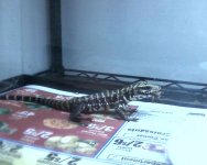 columbian tegu pic2.jpg