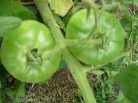 garden 004.jpg