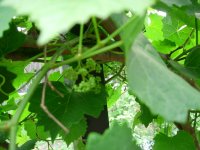 garden 006.jpg