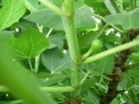 garden 007.jpg