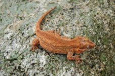 DSC_0142.jpg