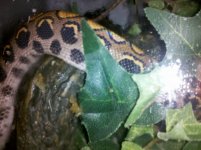 IMG_20110217_192845.jpg