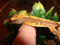 geckos babirs 014.jpg
