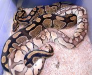 Enchi x lp 44.jpg