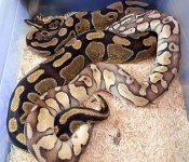 Enchi x lp 55.jpg