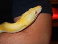 wes snakes 006.jpg