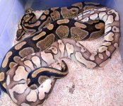 Enchi x lp 66.jpg