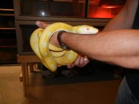 wes snakes 003.jpg