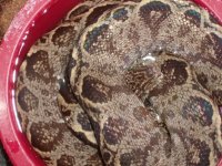 rsz_tree_boas_and_curly_tails_030.jpg