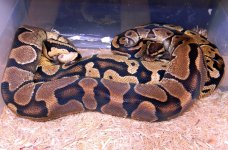 Enchi pastel.jpg