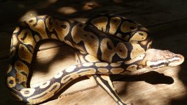 snakes 6 001.jpg
