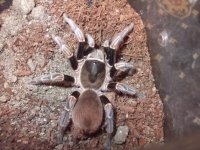 c.portoricae.jpg