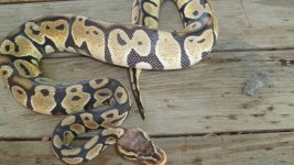snakes 6 003.jpg
