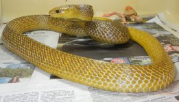 female Paraguay.jpg