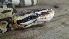 snakes 6 005.jpg