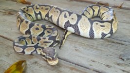 snakes 6 006.jpg