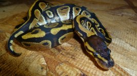 snakes 006.jpg