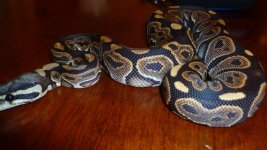 snakes 020.jpg