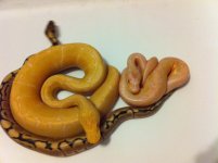 albinospidergrouppic1.JPG
