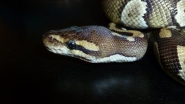 snakes 023.jpg