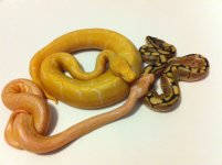 albinospidergrouppic2.JPG
