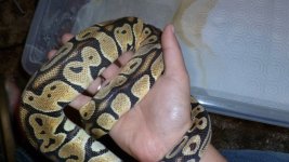 snakes 6 094.jpg