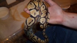 snakes 6 096.jpg