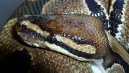 snakes 028.jpg