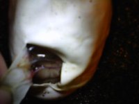 IMG00535-20110814-2340.jpg