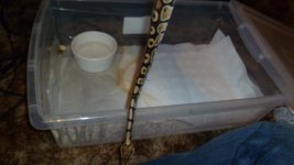 snakes 6 097.jpg