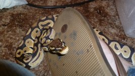 snakes 6 102.jpg