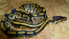 snakes 013.jpg