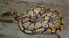 snakes 001.jpg
