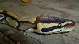 snakes 003.jpg