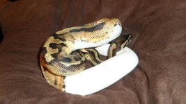SAM_0538.jpg