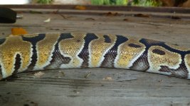 snakes 005.jpg