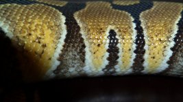 snakes 030.jpg