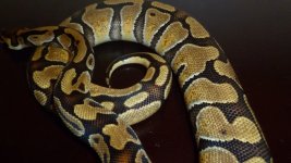 snakes 036.jpg