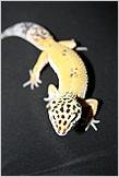 jack.jpg