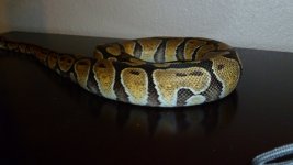 snakes 037.jpg