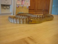 IMG_9384.jpg