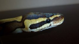 snakes 041.jpg