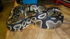 snakes 2 027.jpg