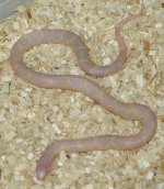 alb.hypo sor x cal x imp f1.JPG