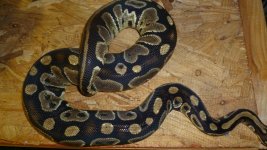 snakes 2 019.jpg