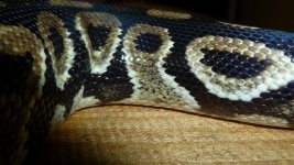 snakes 2 018.jpg