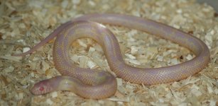 alb.hypo sor x cal x imp m1.JPG