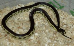 hypo sor x cal x imp hf2b.JPG